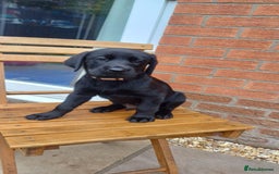 Labrador Retriever dogs for sale: Litter of seven beautiful KC reg labrador puppies - Image 27