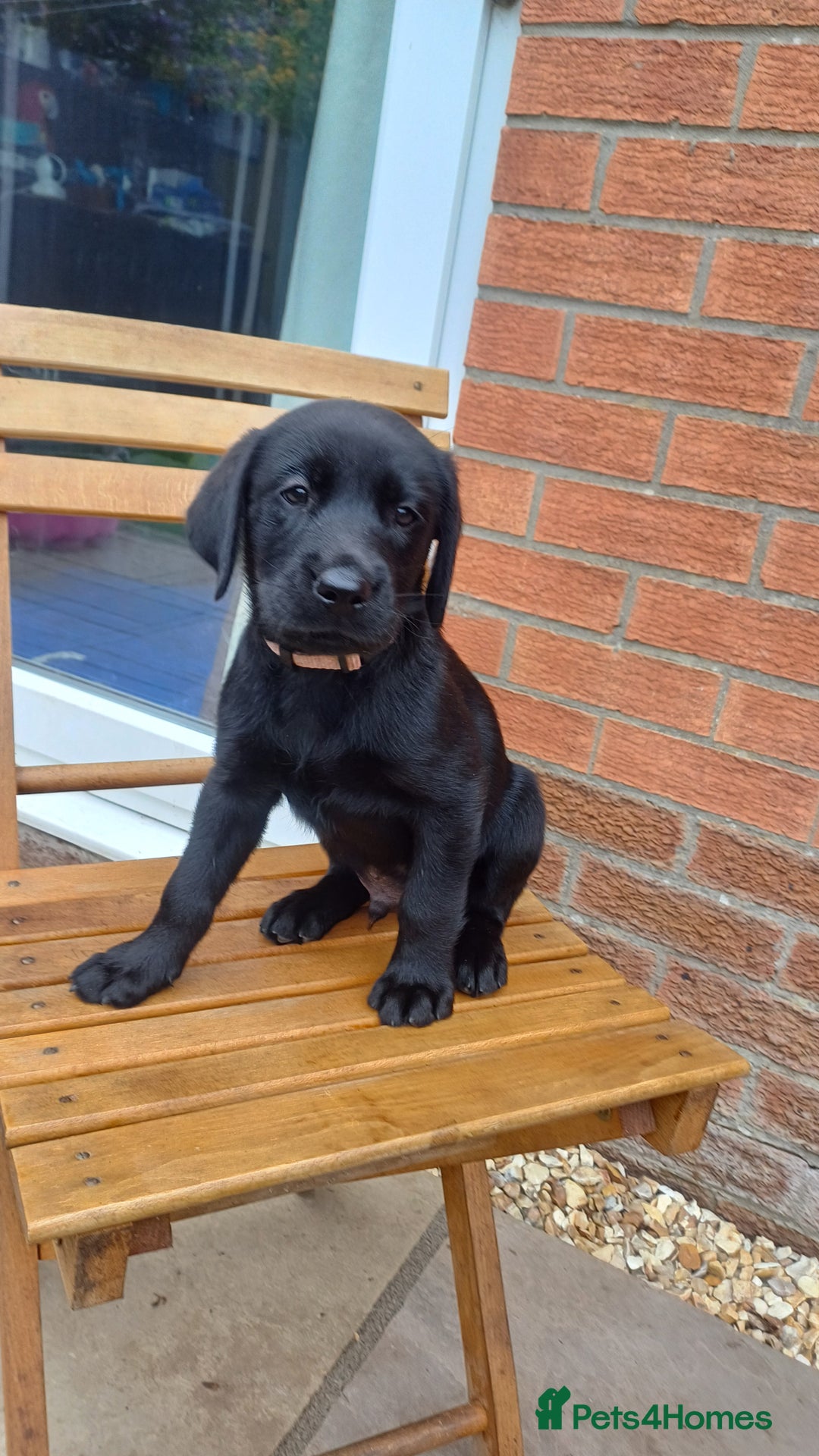 Labrador Retriever dogs for sale: Litter of seven beautiful KC reg labrador puppies - Image 27