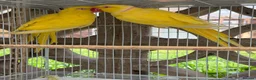Ringnecks birds for sale: 2 pairs of Ring Neck - Advert 4