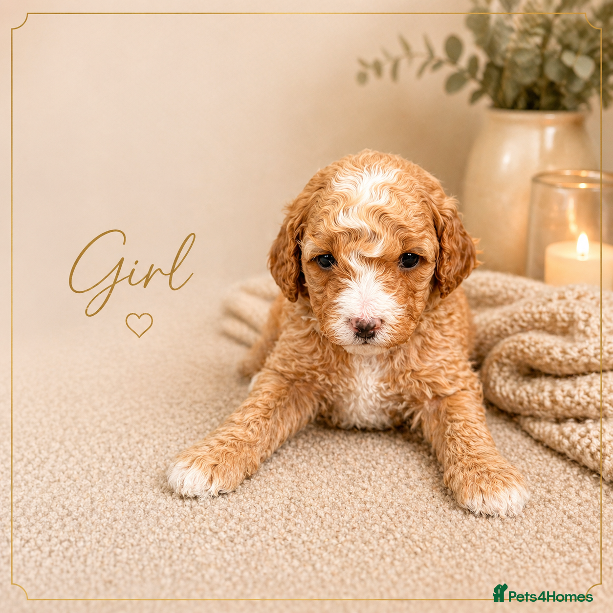 Cavapoo dogs Beautiful F1b Cavapoo's Health Tested Parents - Advert 2