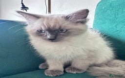 Ragdoll cats for sale: Friendly, Well Socialized & Healthy Ragdoll Kitten - Image 2
