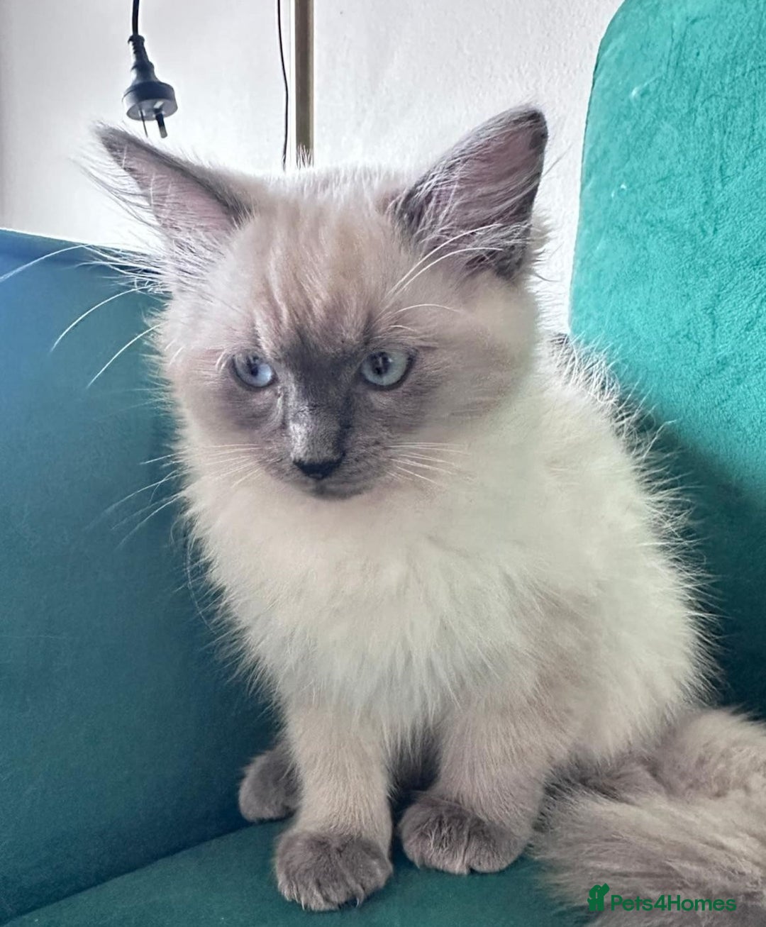 Ragdoll cats for sale: Friendly, Well Socialized & Healthy Ragdoll Kitten - Image 2