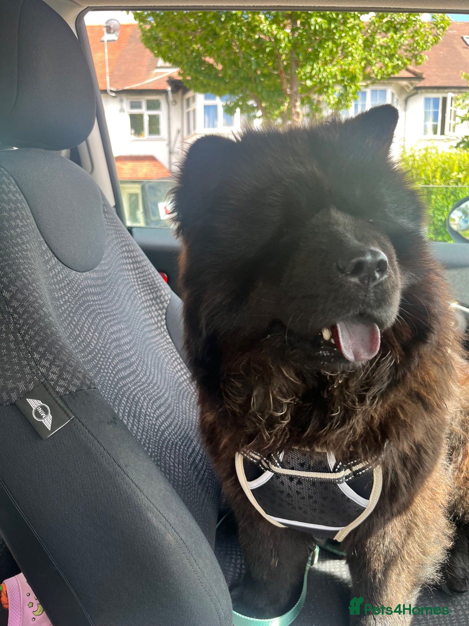 Chow Chow dogs Two female chowchow need rehoming - Advert 3