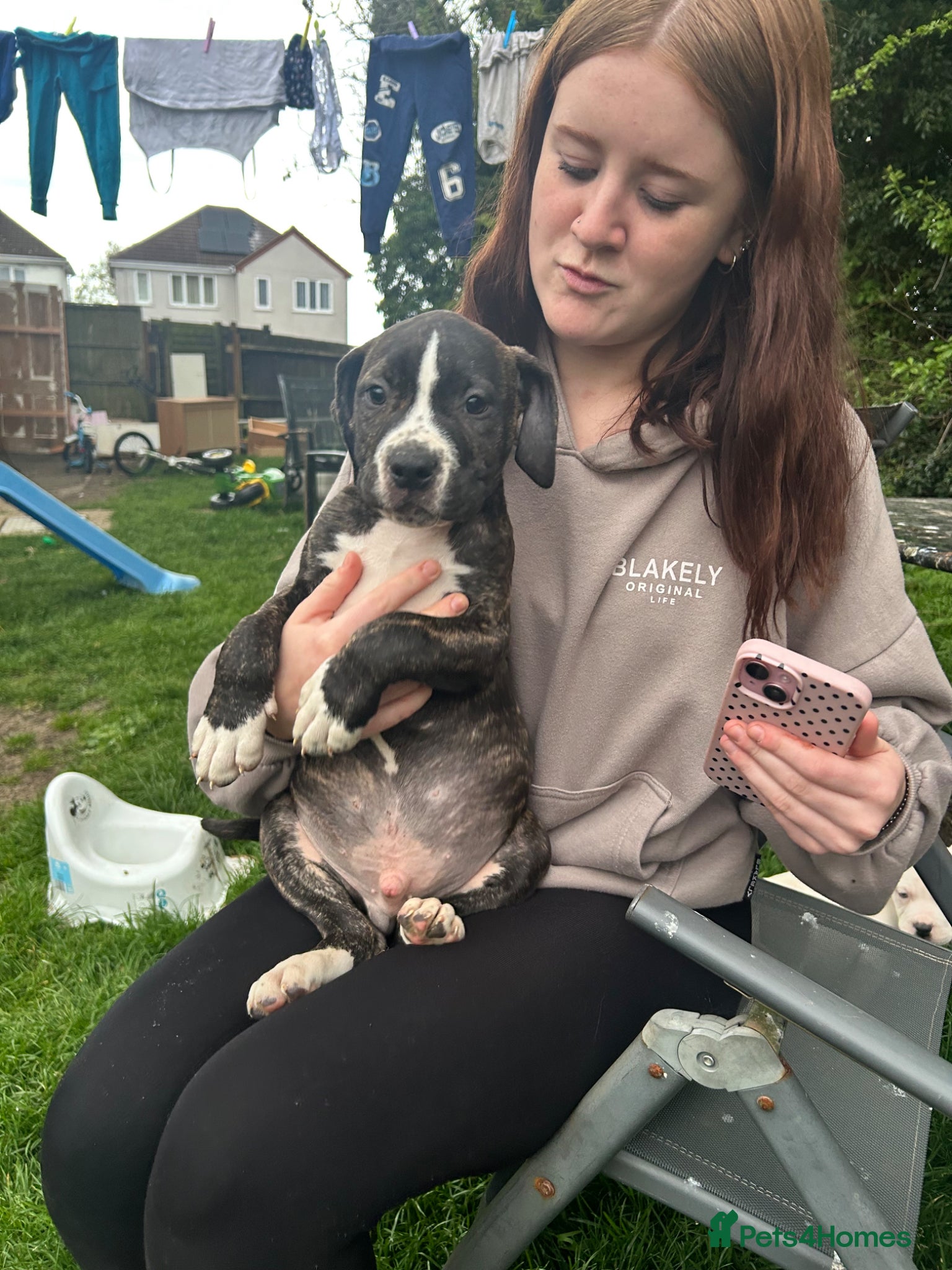 American Bulldog dogs Last beautiful male bailey ready for loving home - Advert 1