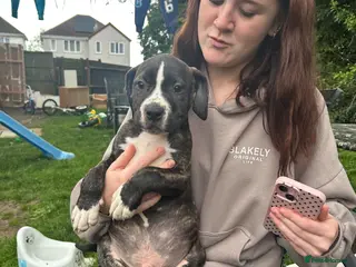 American Bulldog dogs Last beautiful male bailey ready for loving home - Advert 1