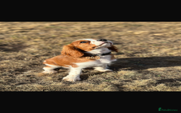 Cavalier King Charles Spaniel dogs for sale: King Charles cavalier 8 months old - Advert 4