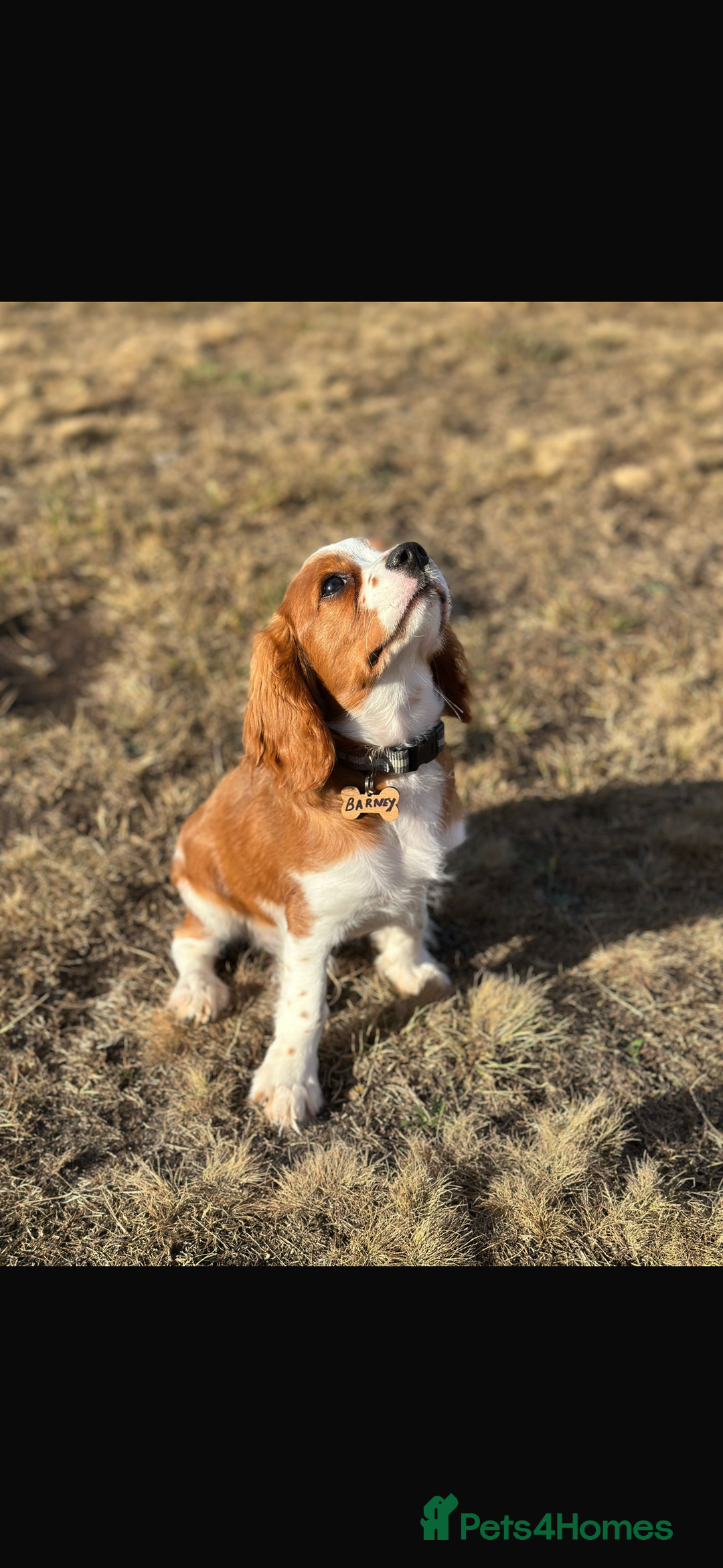 Cavalier King Charles Spaniel dogs for sale: King Charles cavalier 8 months old - Advert 4