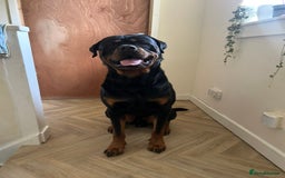 Rottweiler dogs for sale: Beautiful Rottweiler pups  - Image 11