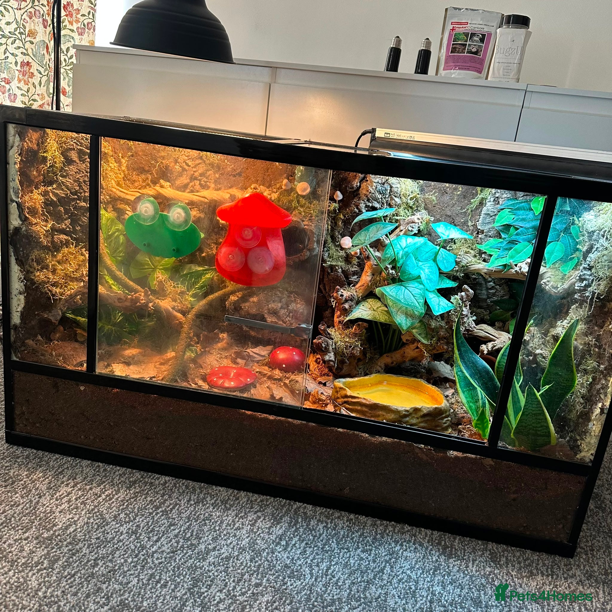 Frog reptiles X4 White Tree Frogs + 3ft Terrarium Full Setup - Advert 6