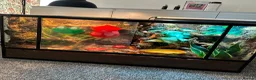 Frog reptiles for sale: X4 White Tree Frogs + 3ft Terrarium Full Setup - Advert 1