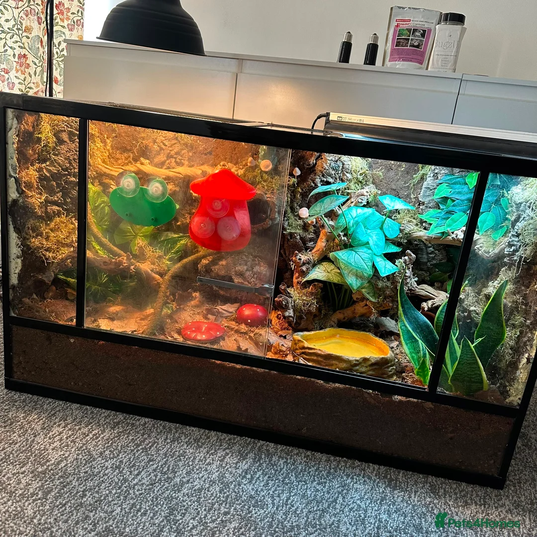Frog reptiles for sale: X4 White Tree Frogs + 3ft Terrarium Full Setup - Advert 1