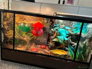 Frog reptiles X4 White Tree Frogs + 3ft Terrarium Full Setup - Advert 6