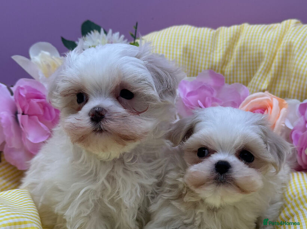 Maltipoo dogs Adorable Multipoo Puppies available - Advert 1