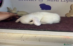 Mini Lop rabbits for sale: Beautiful litter of mixed mini lops  - Image 19