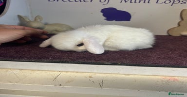 Mini Lop rabbits - Advert 8