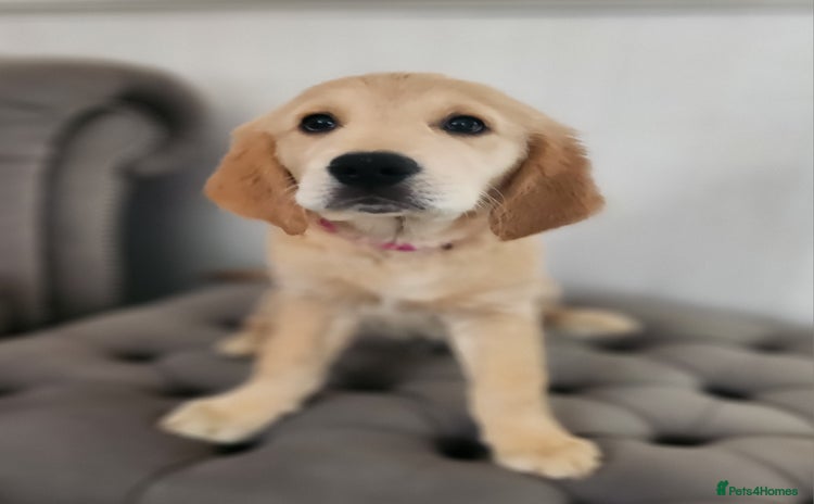 Golden Retriever dogs - Advert 2