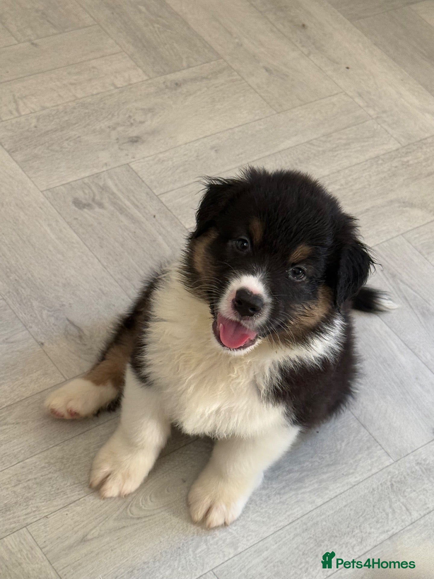 Australian Shepherd dogs AUSTRALIAN SHEPHERD - Last boy left! - Advert 6