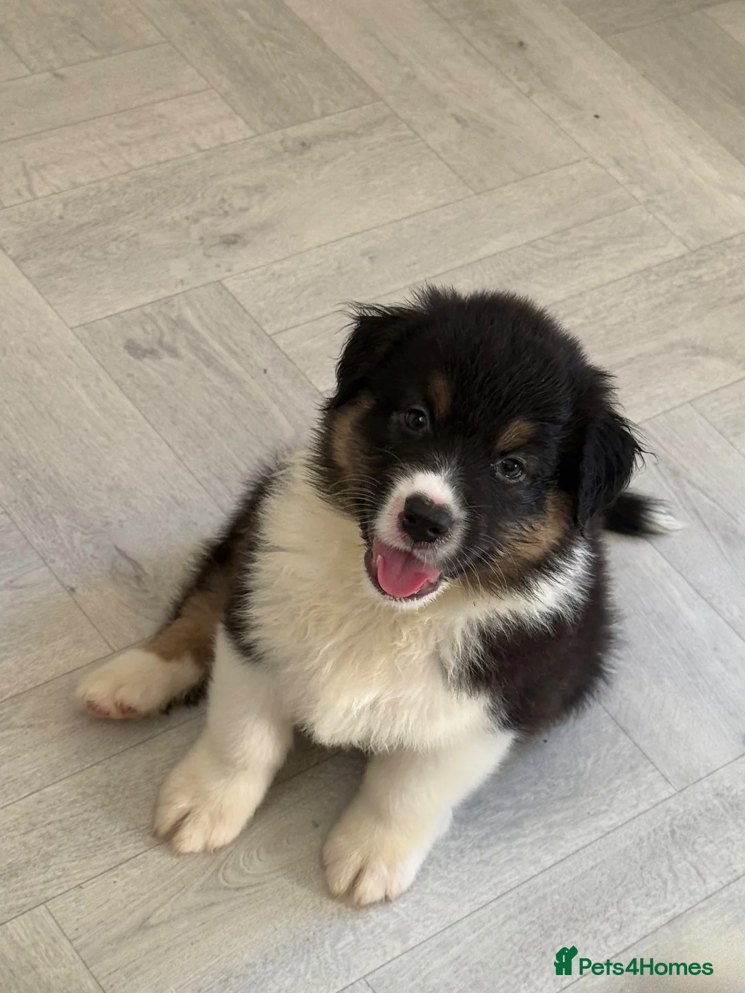 Australian Shepherd dogs for sale: AUSTRALIAN SHEPHERD - Last boy left! - Advert 1