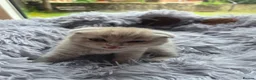 British Longhair cats for sale: Kittens lilack, blue fluffy boys, Scottish fold  - Advert 14