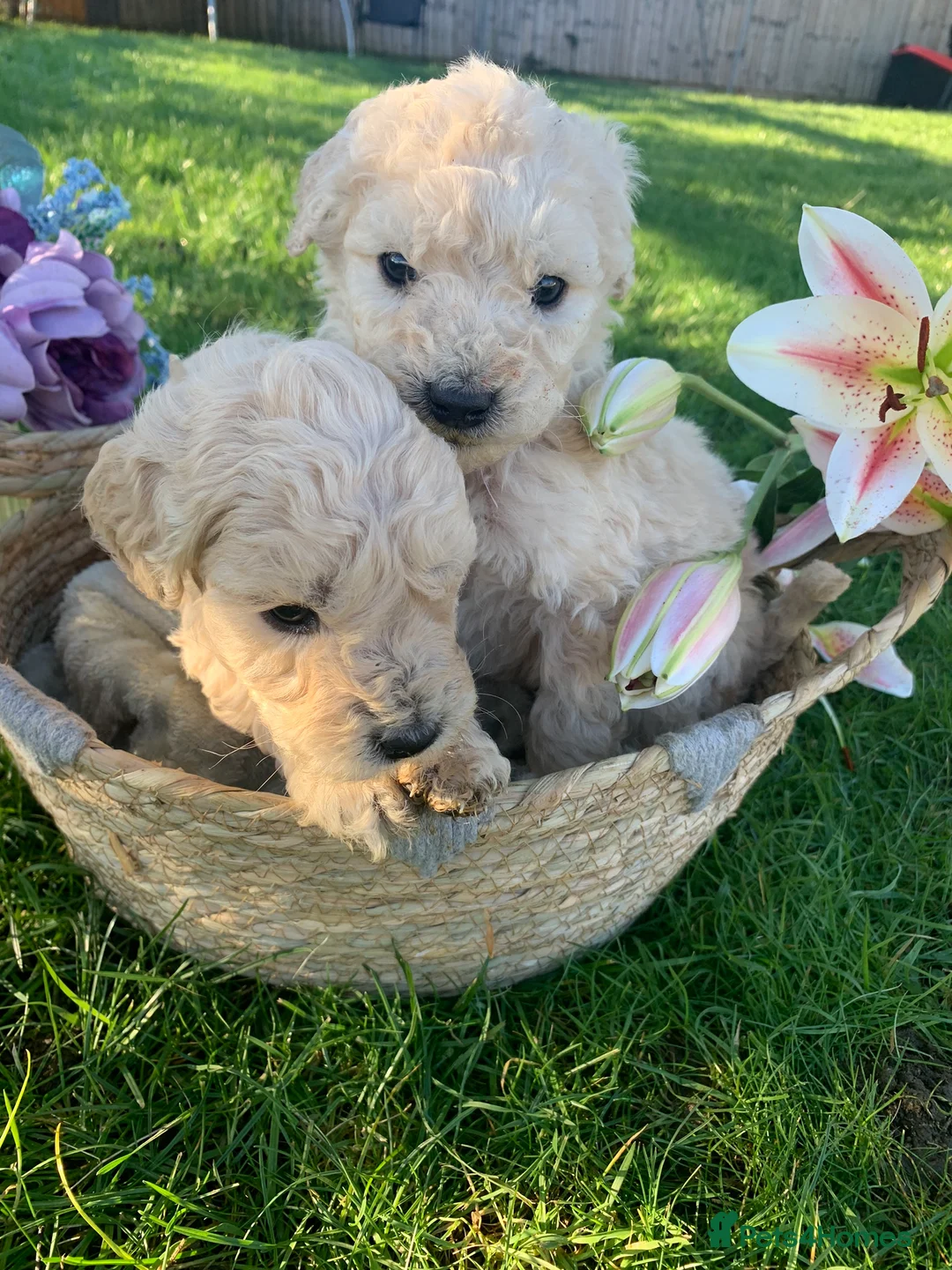 Goldendoodle dogs for sale: Standard GoldenDoodle Puppies - Advert 11