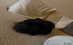 Mixed Breed dogs for sale: 12 week old Labrador mix puppy - Image 2