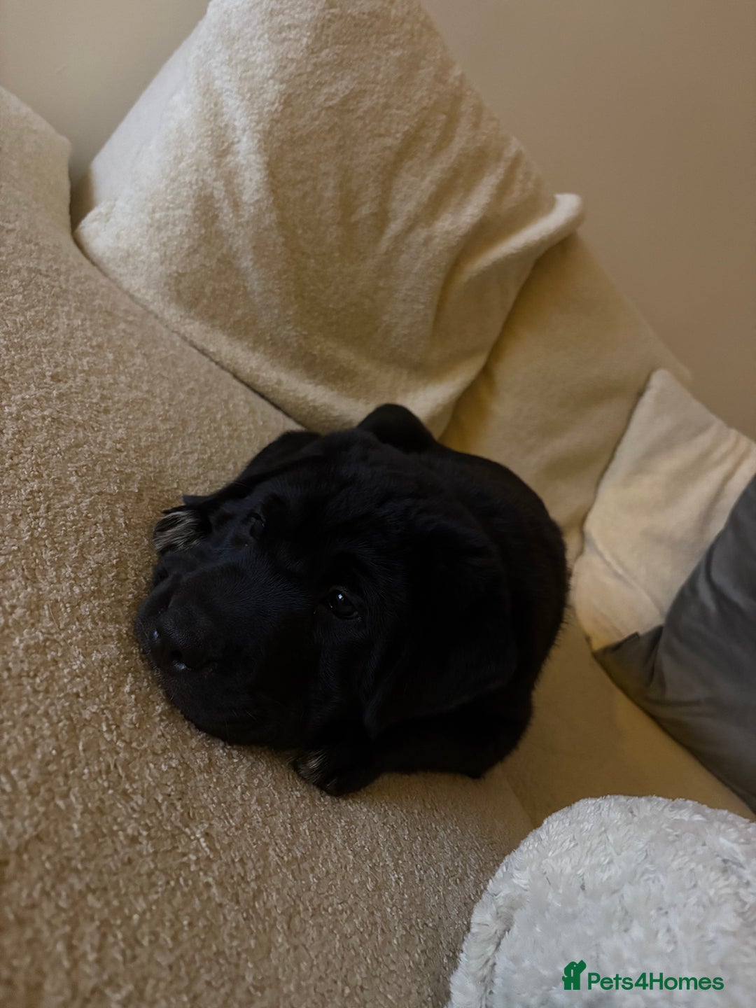 Mixed Breed dogs for sale: 12 week old Labrador mix puppy - Image 2