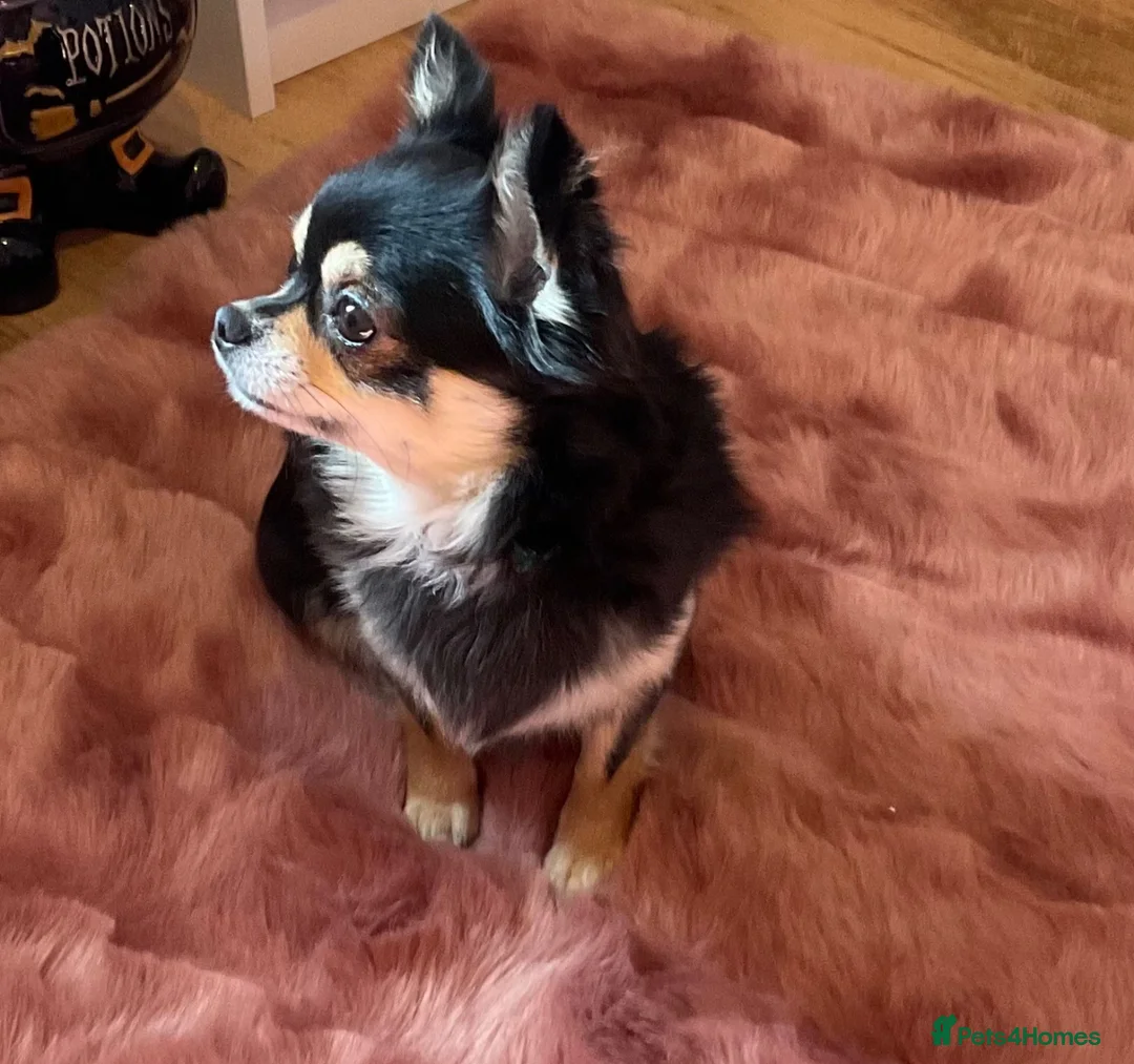 Chihuahua dogs for sale: Beautiful long haired chihuahua  - Advert 2