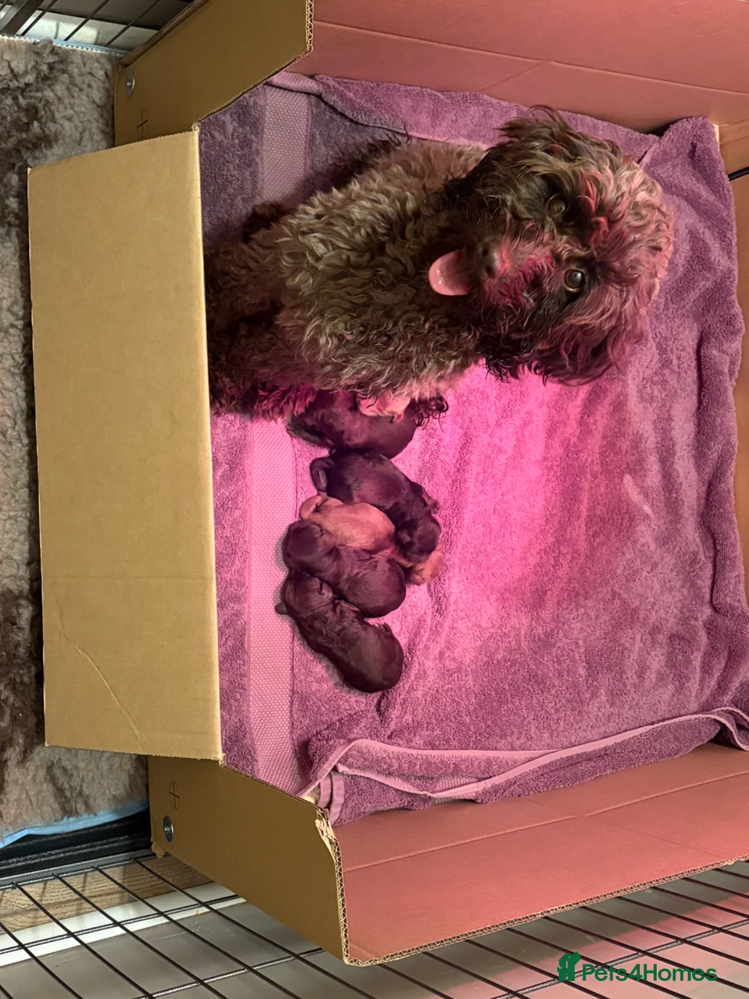 Cockapoo dogs for sale: F1B cockapoos!  - Advert 2