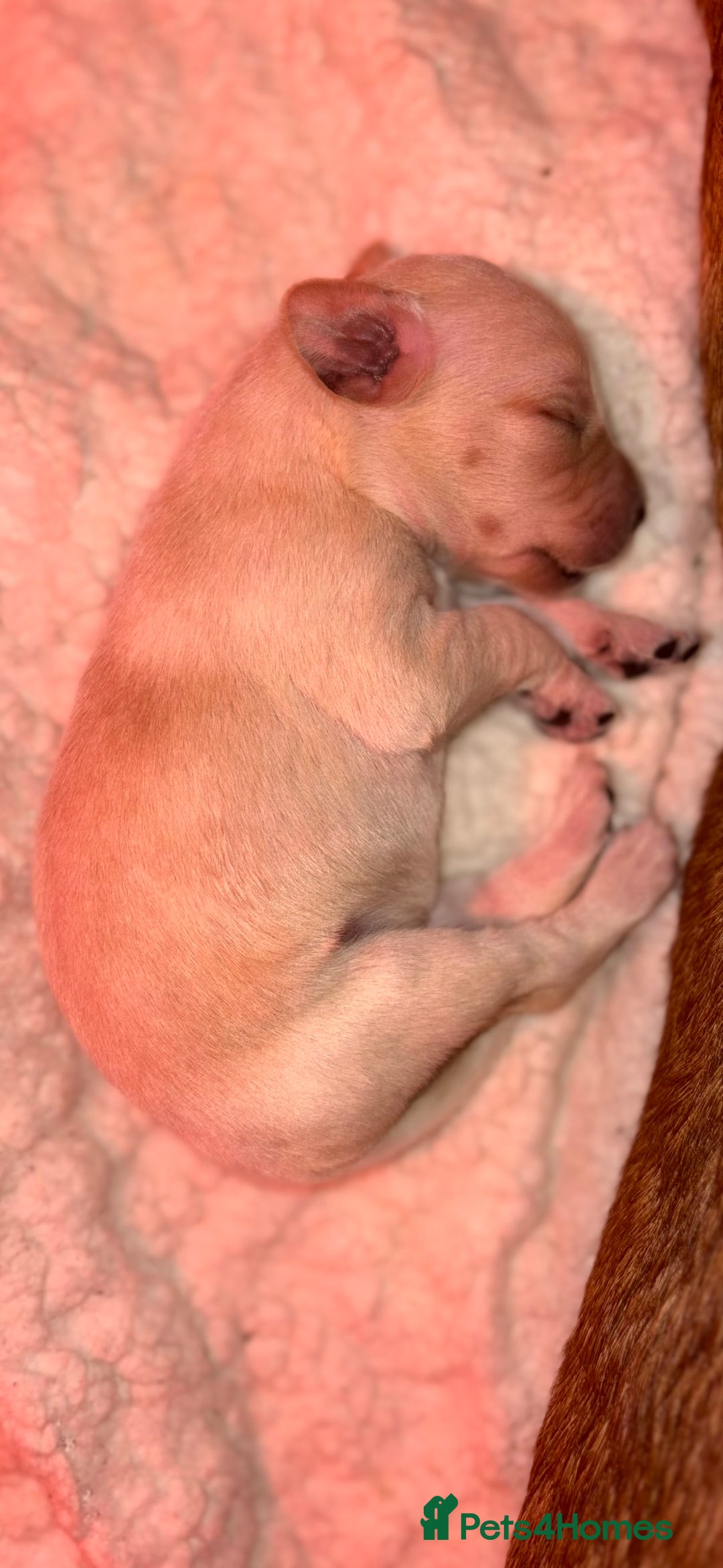 Cockerdor dogs for sale: Beautiful litter of Cockerdor puppies  - Advert 11