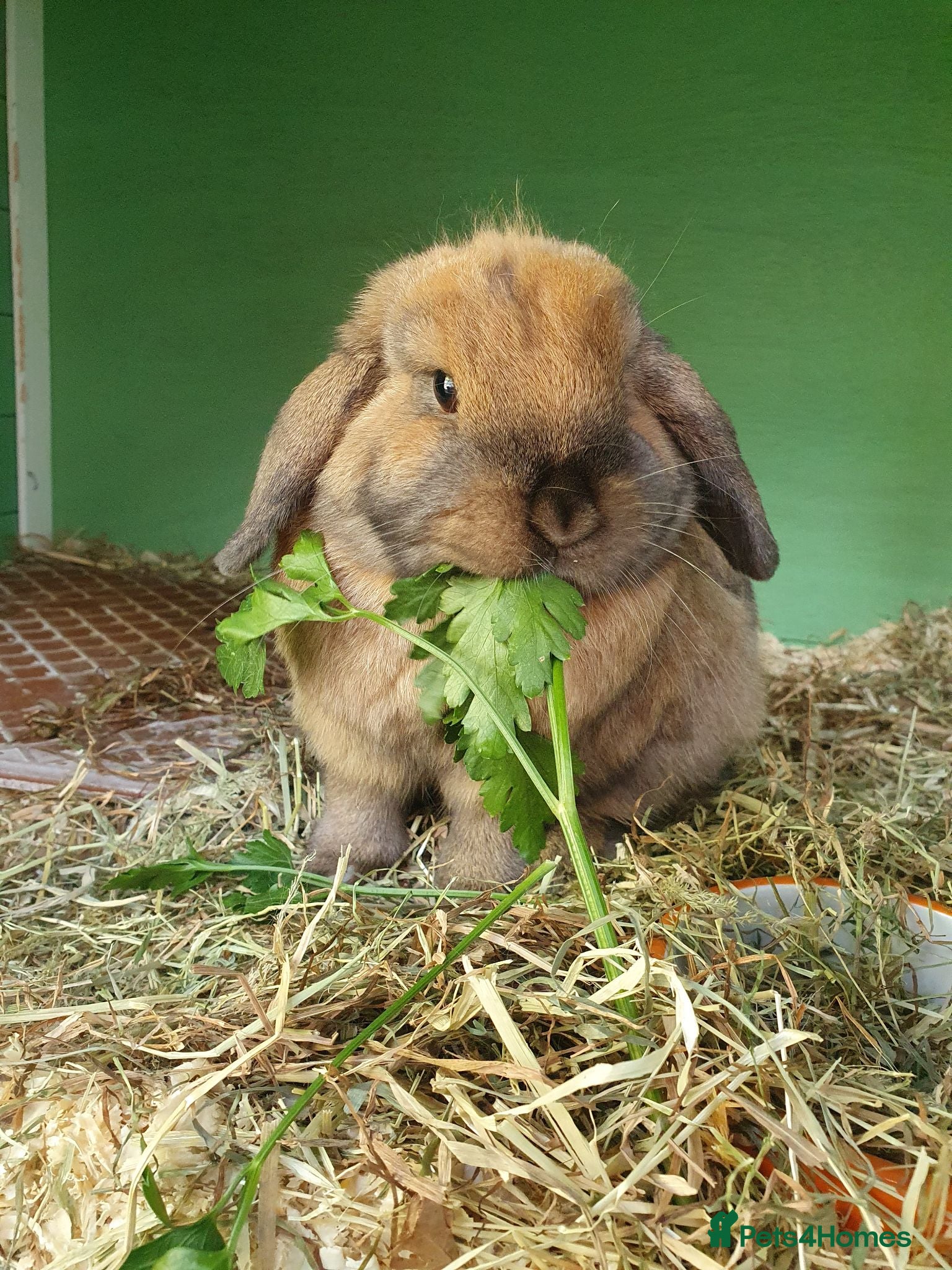 Mini Lop rabbits Spayed/neutered rabbits for adoption, vac Rhd2 - Advert 1