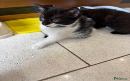 British Shorthair cats for sale: Kittens  - Image 11