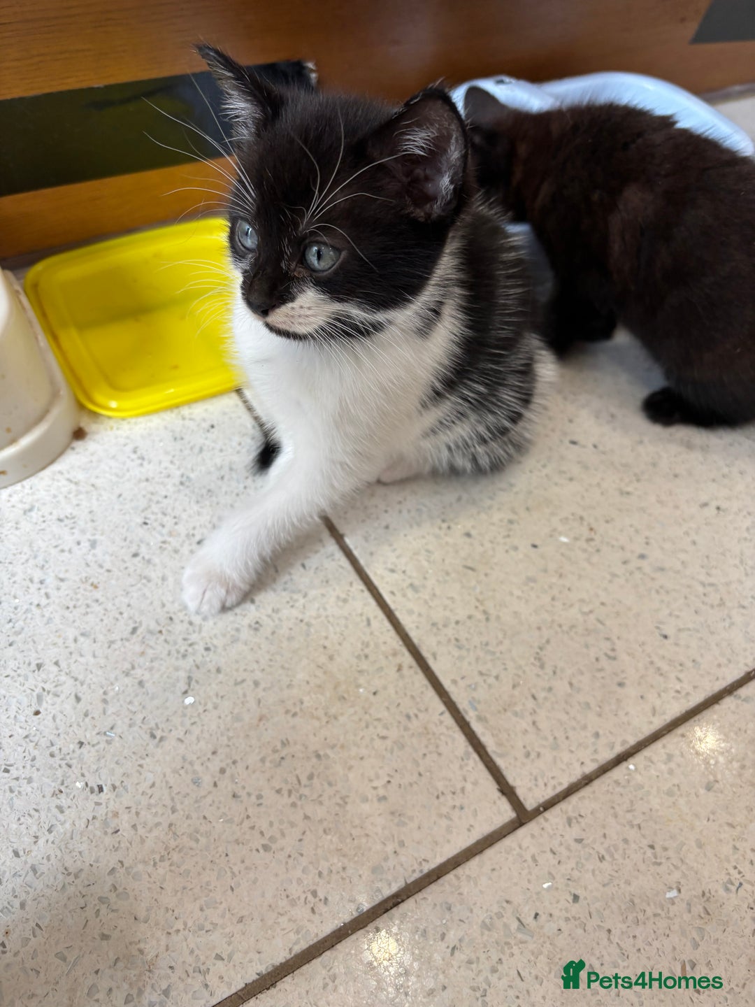 British Shorthair cats for sale: Kittens  - Image 11