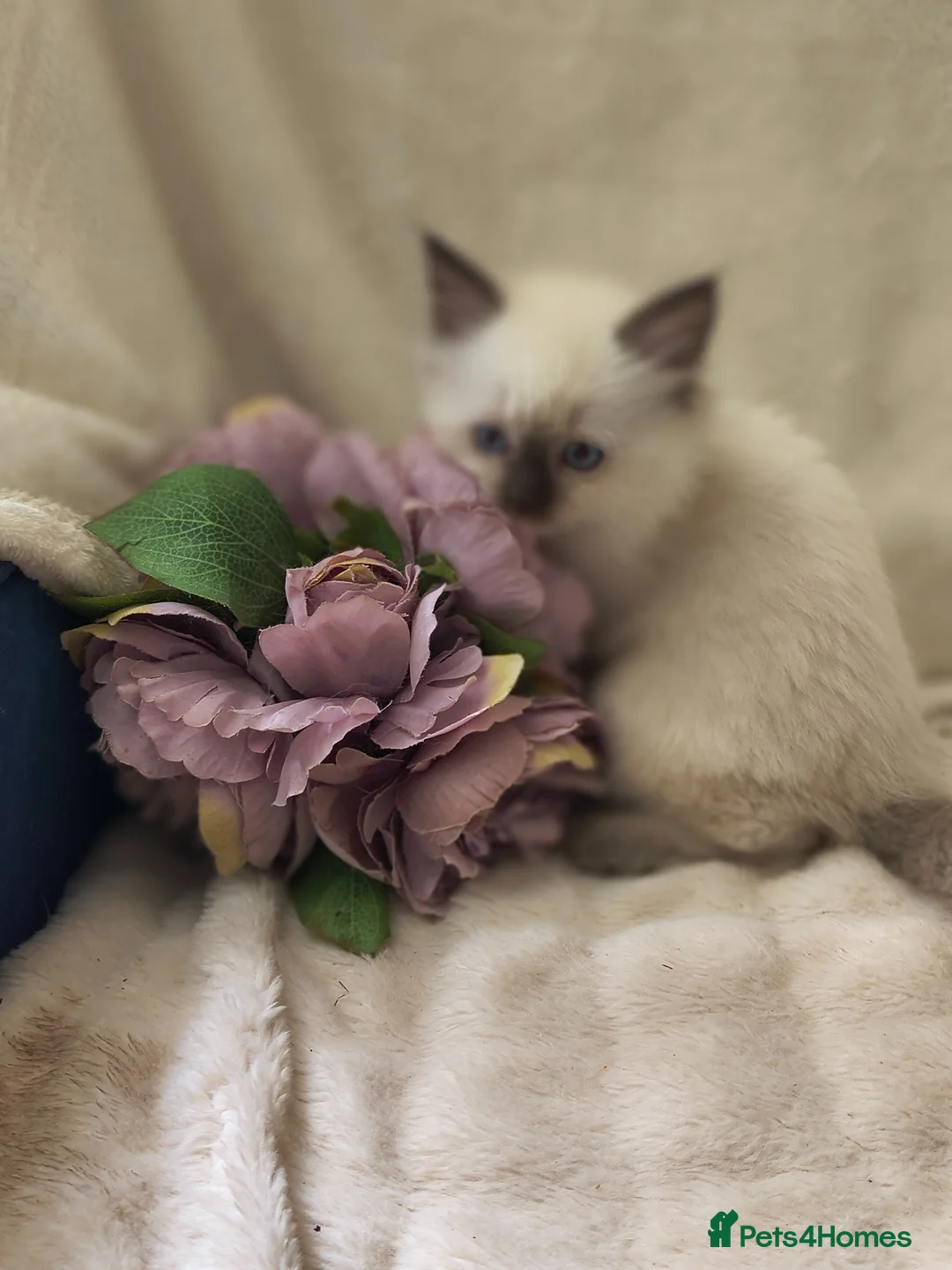 Ragdoll cats for sale: Perdolls  - Advert 2