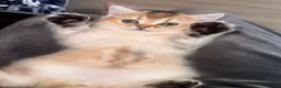British Shorthair cats for sale: British shorthair  - Advert 7