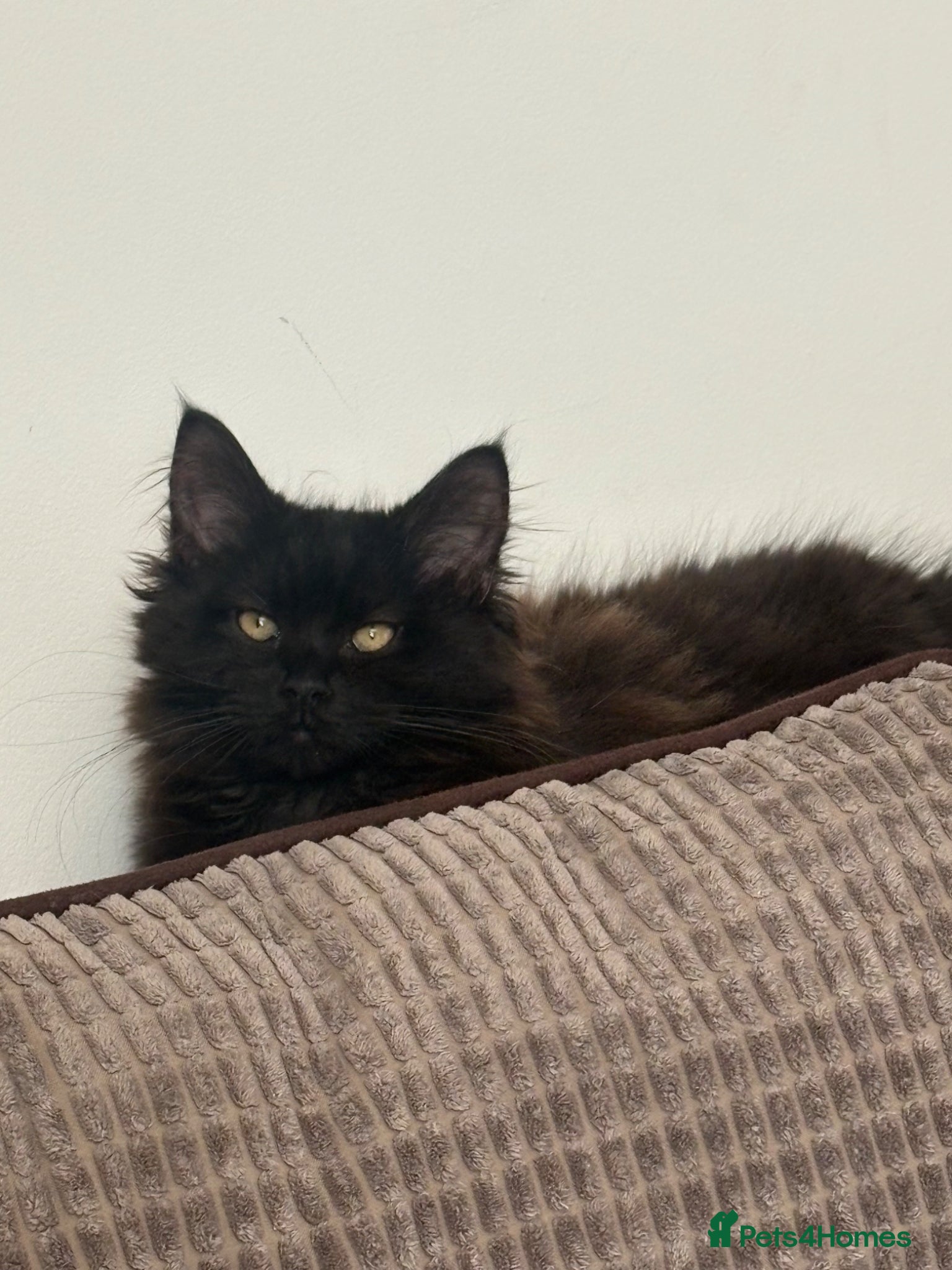 Mixed Breed cats Stunning Maine Coon x Ragdoll Female Kitten ❤️ - Advert 1