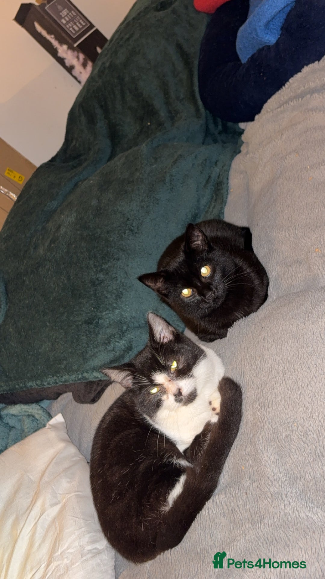 Domestic Shorthair cats for sale: Rescue cats- 20 in total rescued  - Advert 11