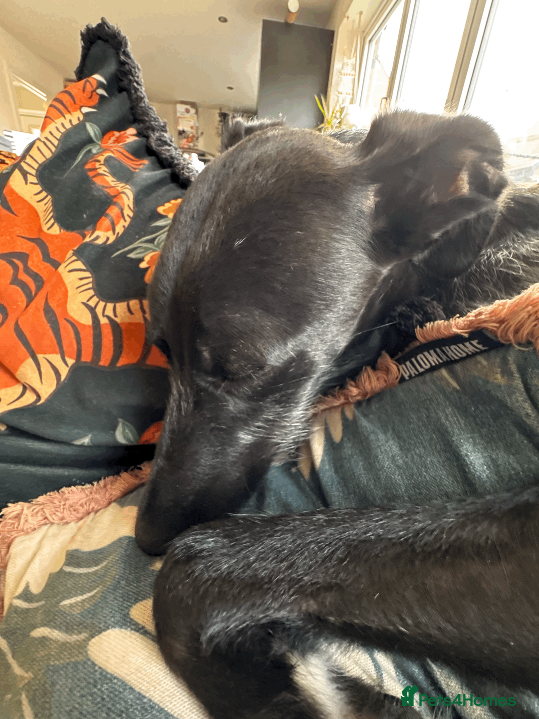 Mixed Breed dogs for sale: Whippet Bedlington Cross - 2yo - Advert 2