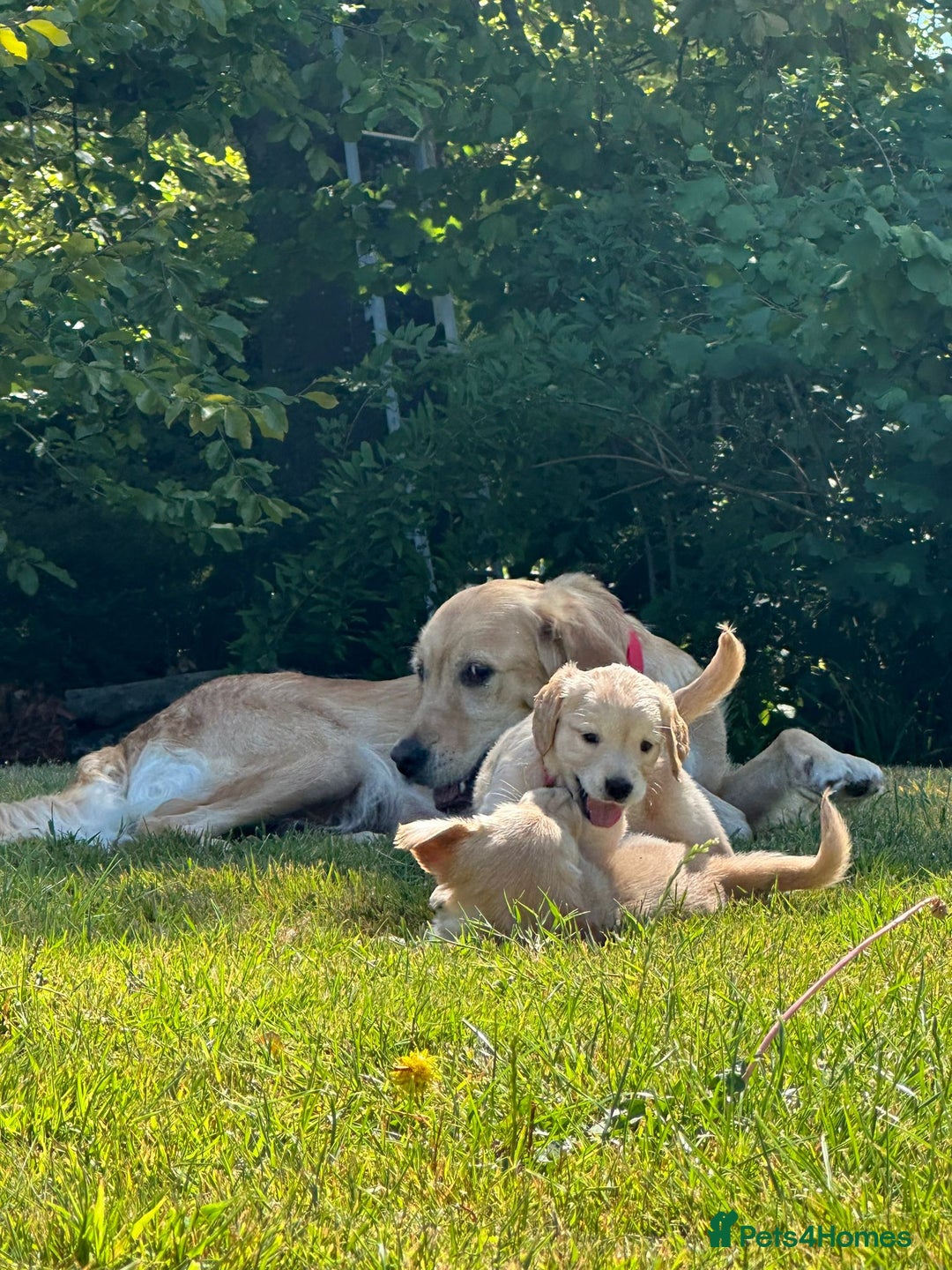 Golden Retriever dogs for sale: ⭐️Fantastic⭐️KC Reg Puppy⭐️Healthy Golden Ret - Image 7