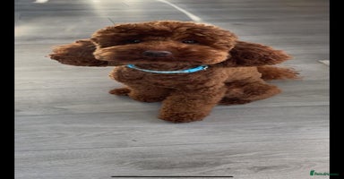 Cockapoo dogs - Advert 8
