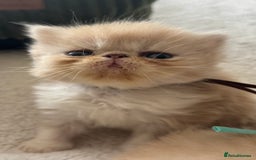 Exotic cats for sale: Superb GCCF Exotic kittens Health Tested parents - Image 14