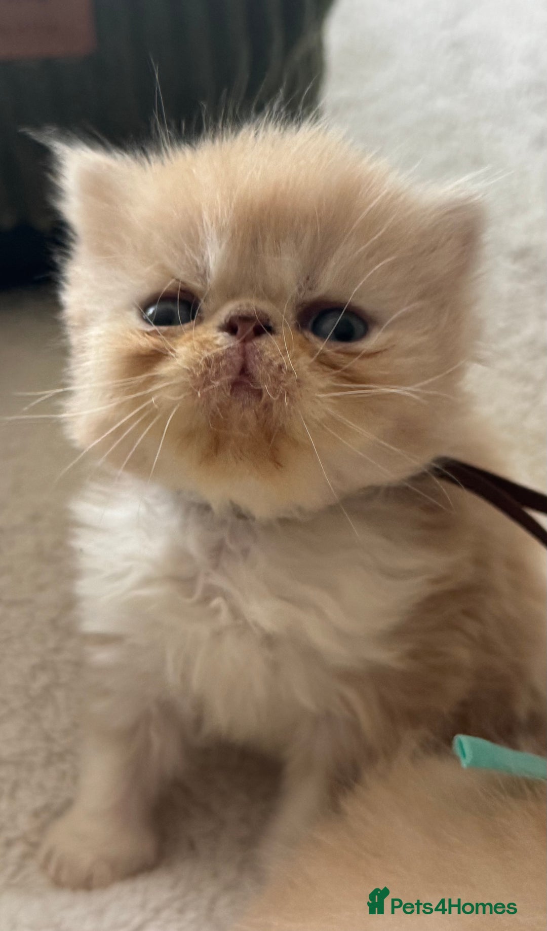 Exotic cats for sale: Superb GCCF Exotic kittens Health Tested parents - Image 14