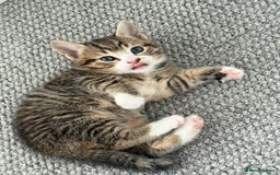 British Shorthair cats for sale: Beautiful half BSH Kittens  - Image 7