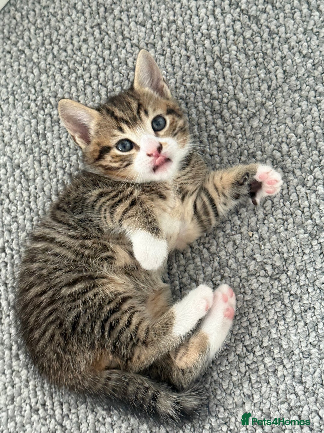 British Shorthair cats for sale: Beautiful half BSH Kittens  - Image 7