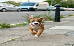 Staffordshire Bull Terrier dogs for sale: Zeus  - Advert 1