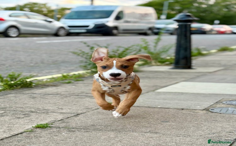 Staffordshire Bull Terrier dogs Zeus  - Advert 2