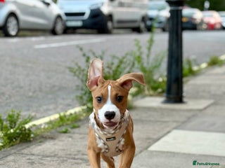 Staffordshire Bull Terrier dogs for sale: Zeus - Advert 1