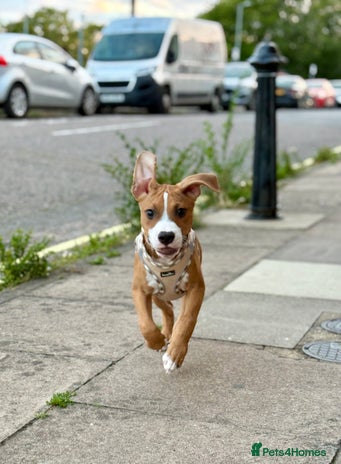 Staffordshire Bull Terrier dogs Zeus - Advert 2