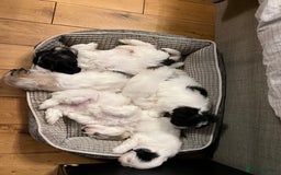 Coton De Tulear dogs for sale: Beautiful Coton de Tulear Puppies - Image 6