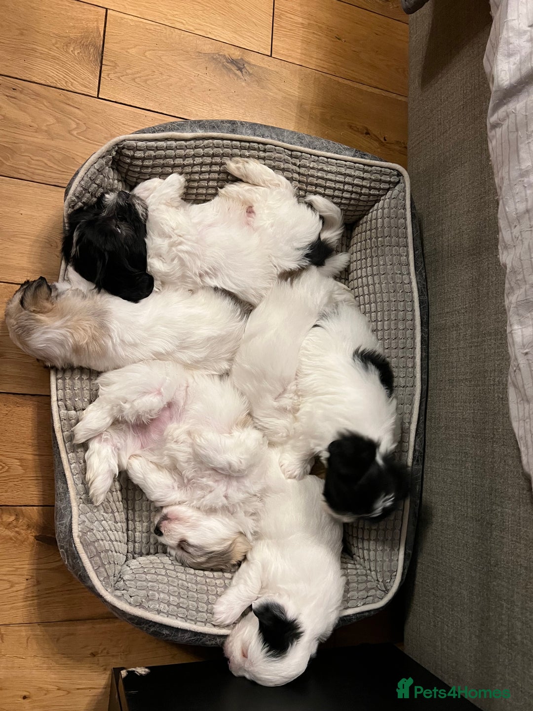Coton De Tulear dogs for sale: Beautiful Coton de Tulear Puppies - Image 6