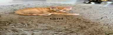 Mixed Breed Kitten 3